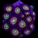 RF Ice Phantom - 5 Polyps