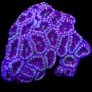 RF Violet Vortex Deepwater Acan Lord - 3 Heads