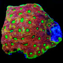RF Chernobyl Echinata - 3 Eye Frag