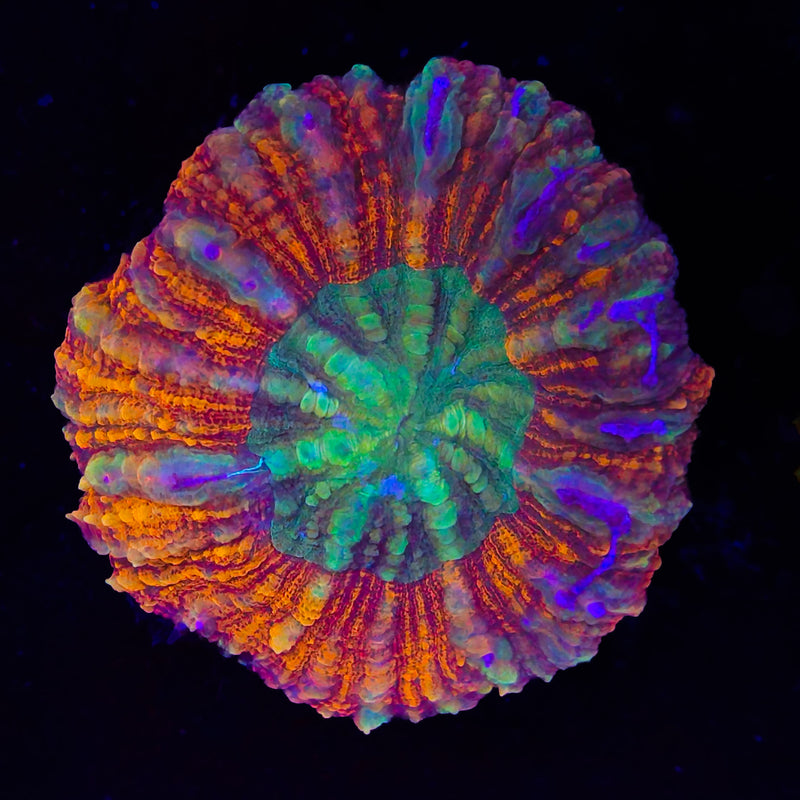 Scolymia Vitiensis