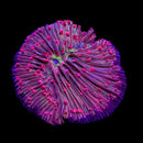 RF Glow Bug Diaseris - (WYSIWYG)