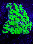 RF Toxic Spill Favia