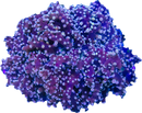 RF Pink Frogspawn - Euphyllia sp.