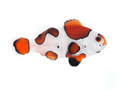 Orange Mocha Picasso Clownfish (Amphiprion ocellaris)