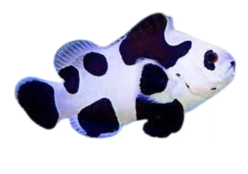 Black Picasso Storm Clownfish Amphiprion ocellaris