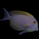 Bristletooth Tang (Ctenochaetus spp.) - Jumbo