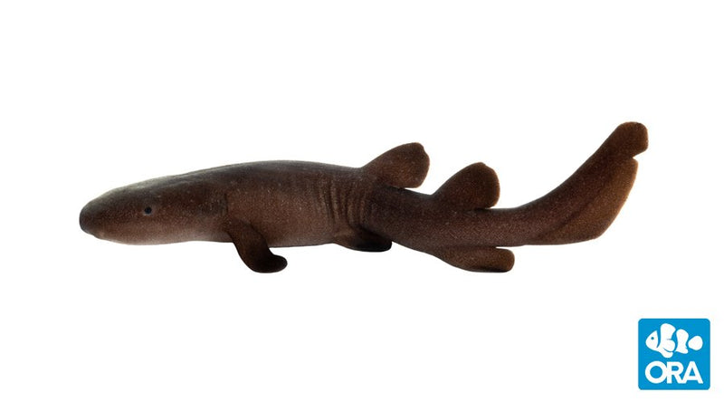 ORA Short Tailed Nurse Shark Pseudoginglymostoma brevicaudatum