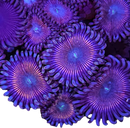 RF Pink Wink - 1 Polyp