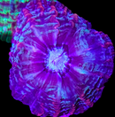 RF Indophyllia