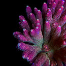 TSA Heaven and Hell Millepora 3cm Frag