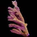 Tyree Pink Lemonade Acropora  - WYSIWYG
