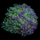 Hologram Branching Hammer (Euphyllia paraancora) - WYSIWYG
