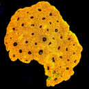 RF Sunspot Echinata - 3 Eye Frag AED375