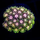 RF Goniopora - WYSIWYG W2
