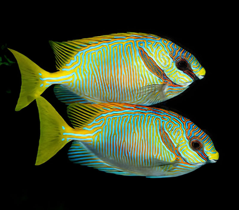 Scribbled Rabbitfish Siganus doliatus