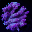 RF Phantom Millepora - WYSIWYG