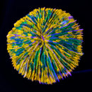 RF Aurora Opal Fungia (WYSIWYG)