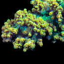 TSA Rainbow Fever 3cm Frag