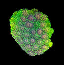 RF Goniopora - WYSIWYG S8