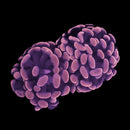 RF Rose Bud Hammer (Euphyllia paraancora) - WYSIWYG