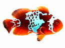 Lighting Maroon Clownfish (Percula x Permnas biaculeatus)