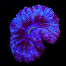 RF Tantalizing Teal Indophyllia