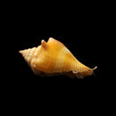 Fighting Conch (Strombus alatus)