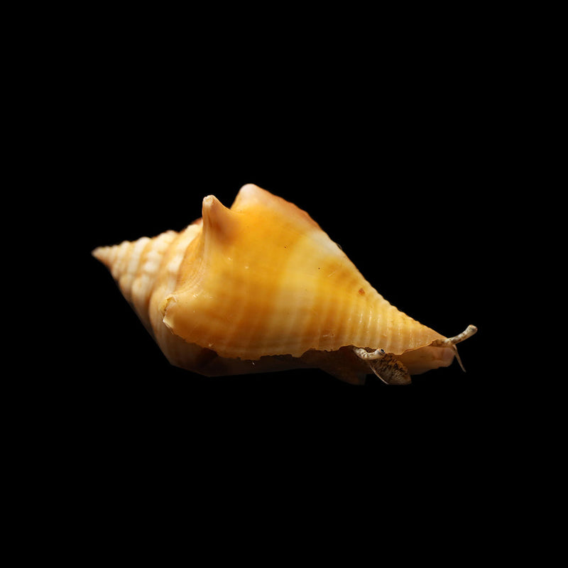 Fighting Conch Strombus alatus