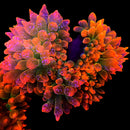 TSA Interstellar Bubble Tip Anemone