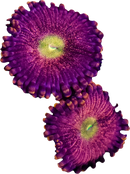 Speakeasy - 1 Polyp