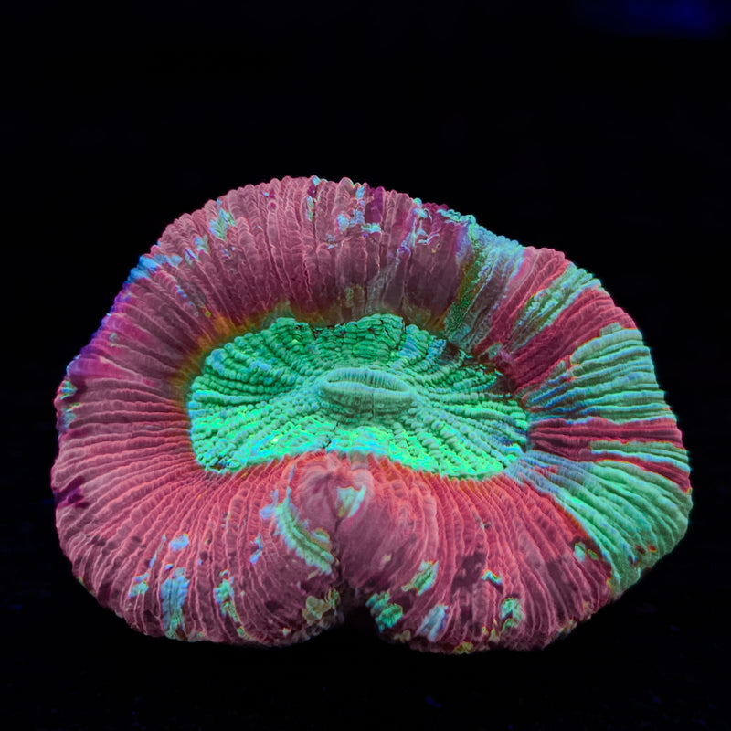 Wellsophyllia