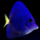 Purple Tang (Zebrasoma xanthurum)