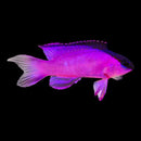 Blackcap Basslet (Gramma melacara)