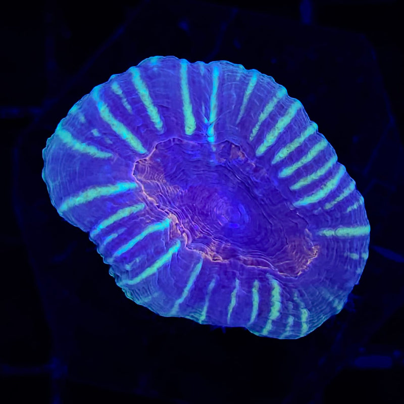 Molten Lobophyllia