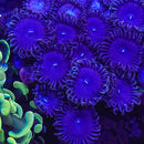 Purple People Eater - 1 Polyp