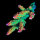 RF Rainbow Loom 3cm Frag