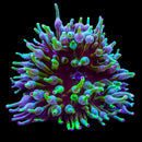 RF Nexus Joker Bubble Tip Anemone