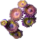 RF Chiquitas - 1 Polyp