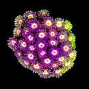 RF Goniopora - WYSIWYG M3