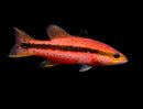 Randall’s Basslet (Liopropoma randalli)