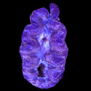 Maxima Giant Clam (Tridacna maxima) - DL Large