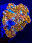 RF Rainbow Road Chalice