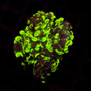 Blotched Branching Hammer (Euphyllia paraancora) - WYSIWYG