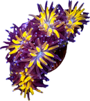 RF Golden Sunset Galaxea (Galaxea fascicularis)