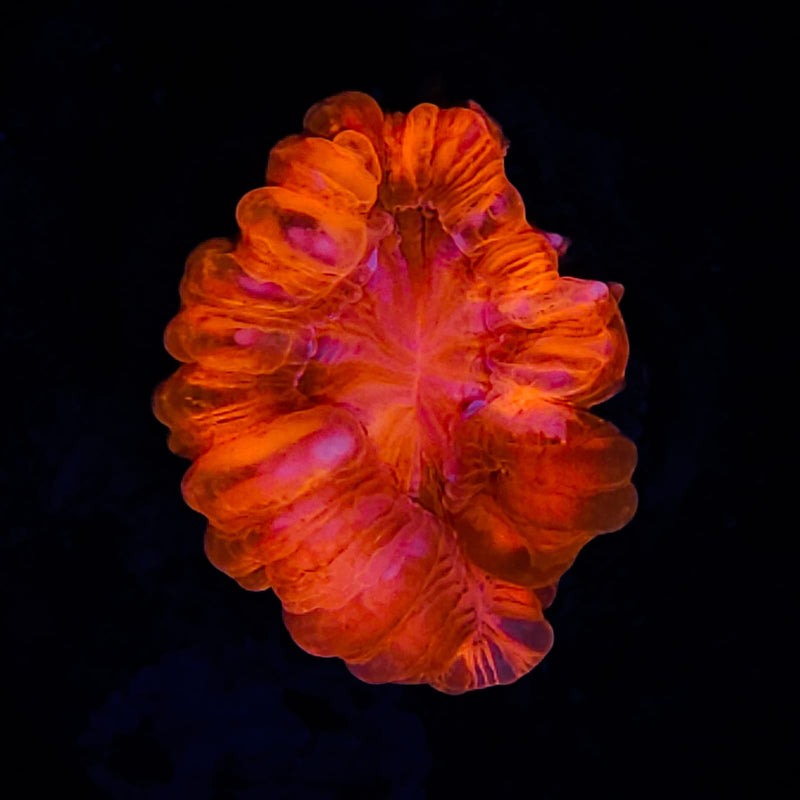Cynarina