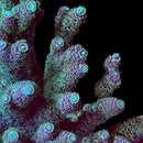 Cosmic Mint 3cm Frag