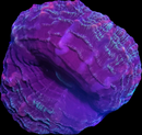 RF Indophyllia