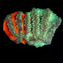 RF Atomic Graft Blastomussa - WYSIWYG