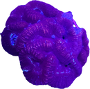 RF Atlas Lobophyllia - Lobophyllia hemprichii
