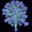 RF Sad Joker Goniopora